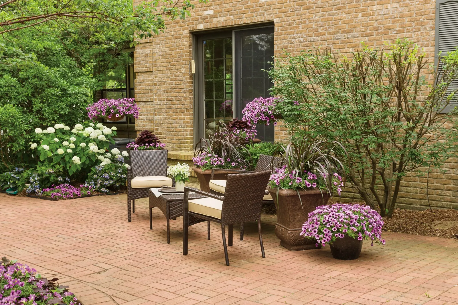 Bordeaux™ II Petunia — You may repeat the trim as needed through the season; these are heat tolerant plants, image 133