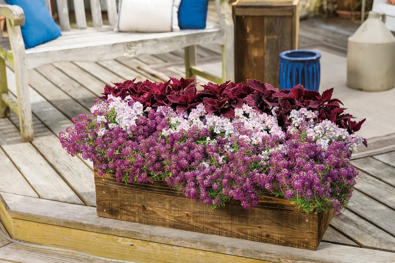 Royale Cherry Brandy® Coleus (Coleus scutellarioides) — It thrives in sun or shade with average soil and water, and offers easy, deer-resistant color