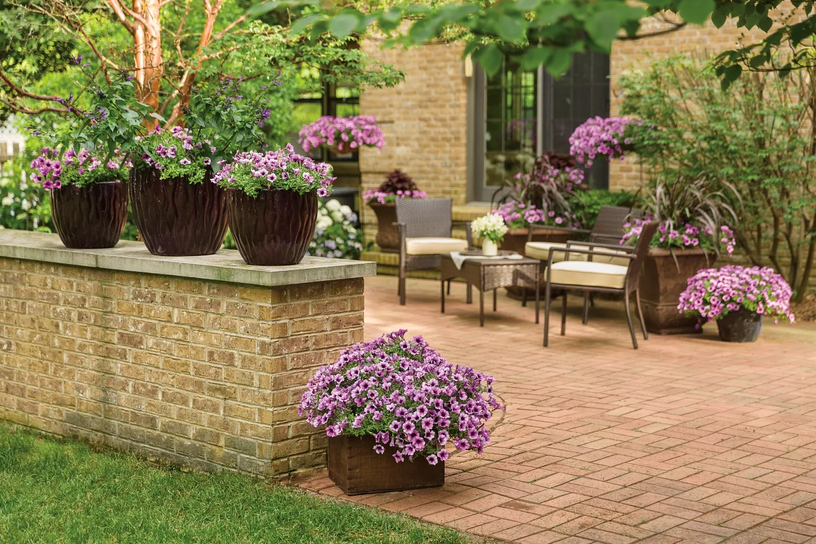 Royale Cherry Brandy® Coleus (Coleus scutellarioides) — Royale Cherry Brandy® Coleus typically reaches 20 to 30 inches tall and spreads 16 to 24 inches wide