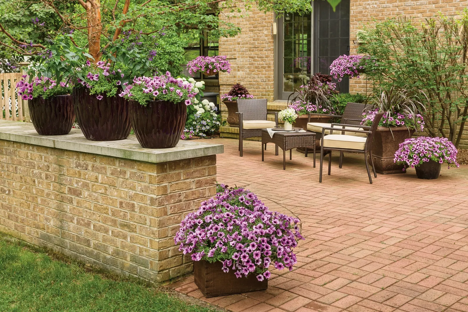 Royale Cherry Brandy® Coleus (Coleus scutellarioides) — velvety leaves form a lush