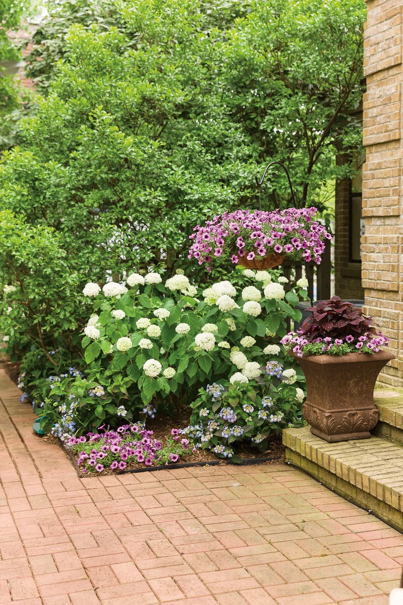 Royale Cherry Brandy® Coleus (Coleus scutellarioides) — with 12 to 16 inches of spacing allowing each plant to fill in handsomely
