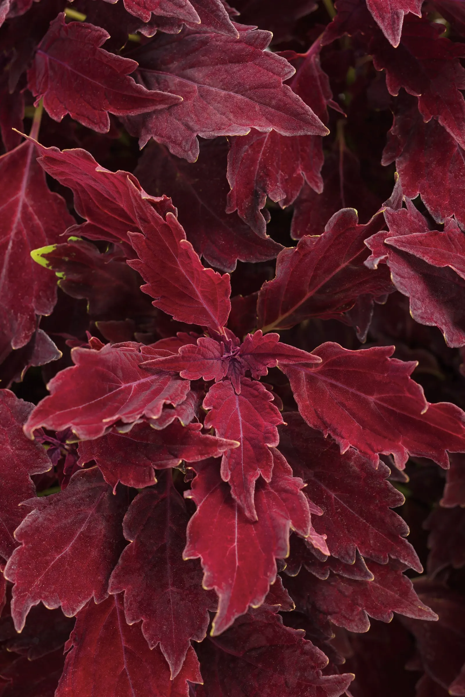 Royale Cherry Brandy® Coleus (Coleus scutellarioides) — Maintenance is refreshingly easy: deadheading is not necessary