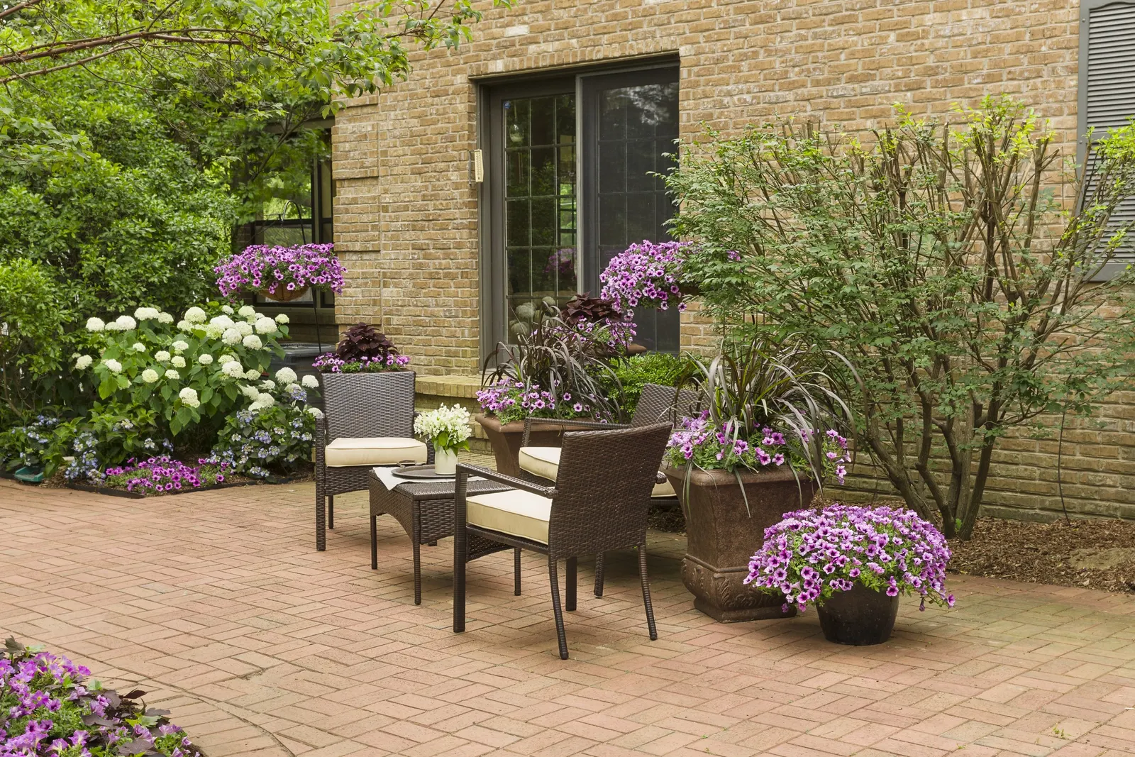 Royale Cherry Brandy® Coleus (Coleus scutellarioides) — It grows 20-30 inches tall and 16-24 inches wide