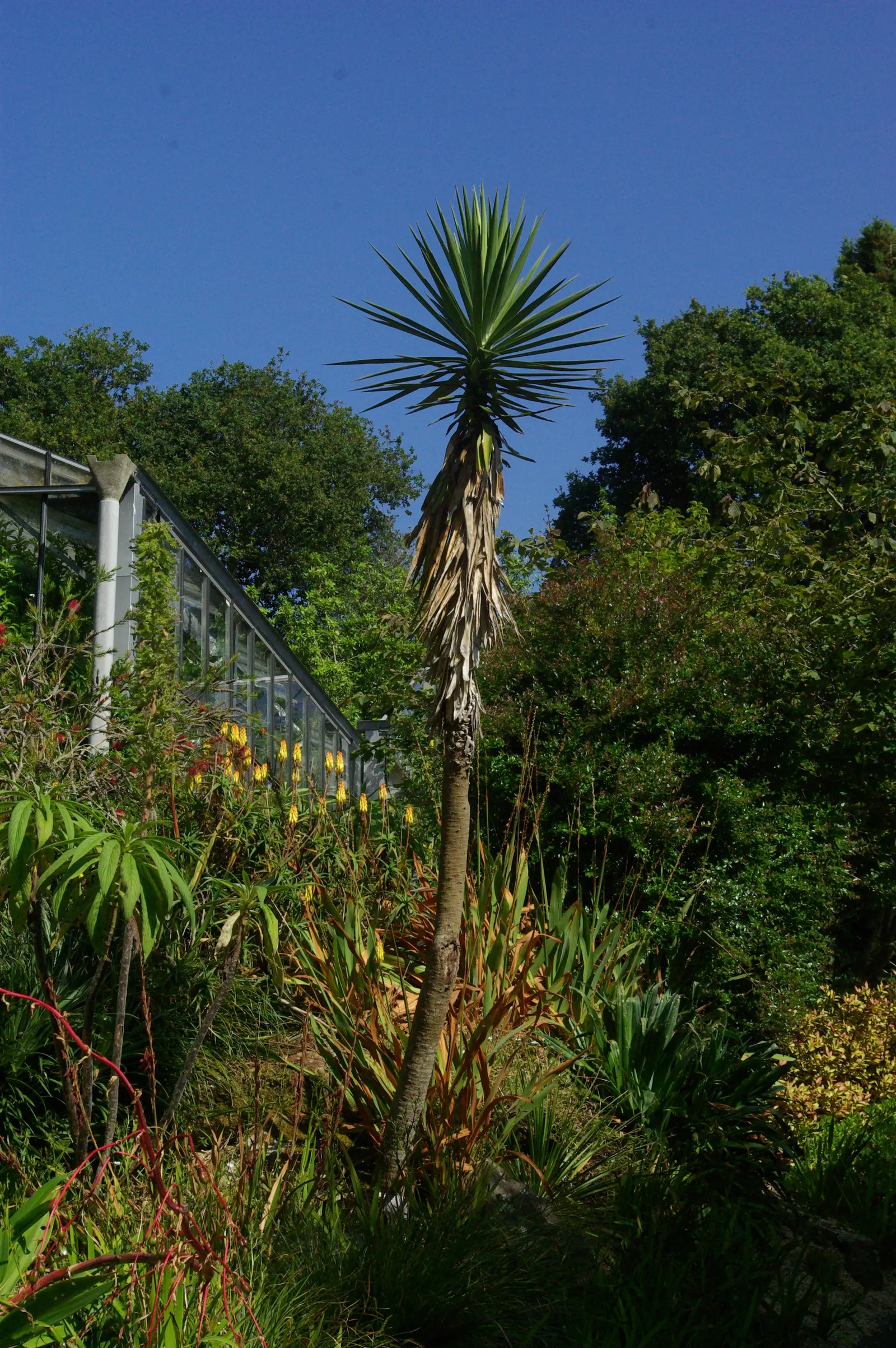 Spanish Bayonet (Yucca Aloifolia) — With its bold texture and form, the Spanish Bayonet is a superb focal plant that provides year-round interest, image 105
