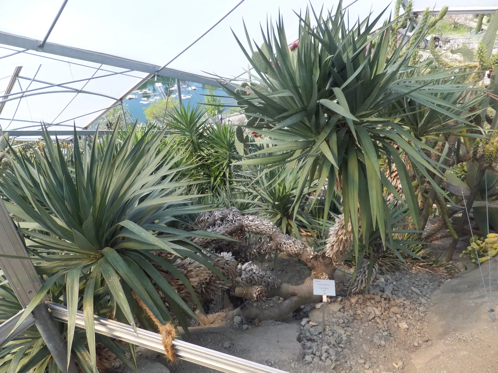 Spanish Bayonet (Yucca Aloifolia) — dark green leaves that come to a sharp point at their tips; adds architectural interest and requires minimal maintenance