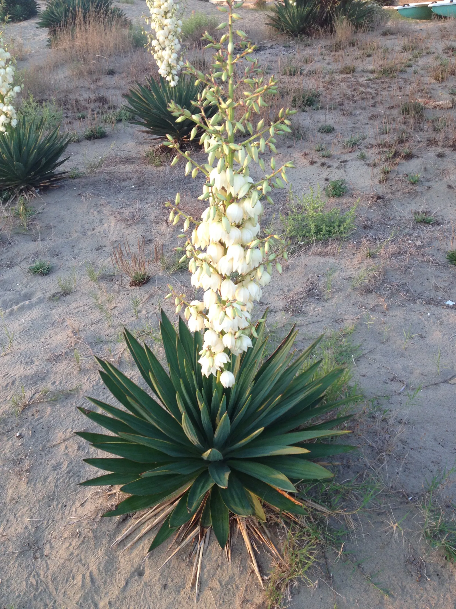 Spanish Bayonet (Yucca Aloifolia) — Adds architectural interest and requires minimal maintenance; measuring about 1 to 2 feet in length and 1 to 3 inches wide