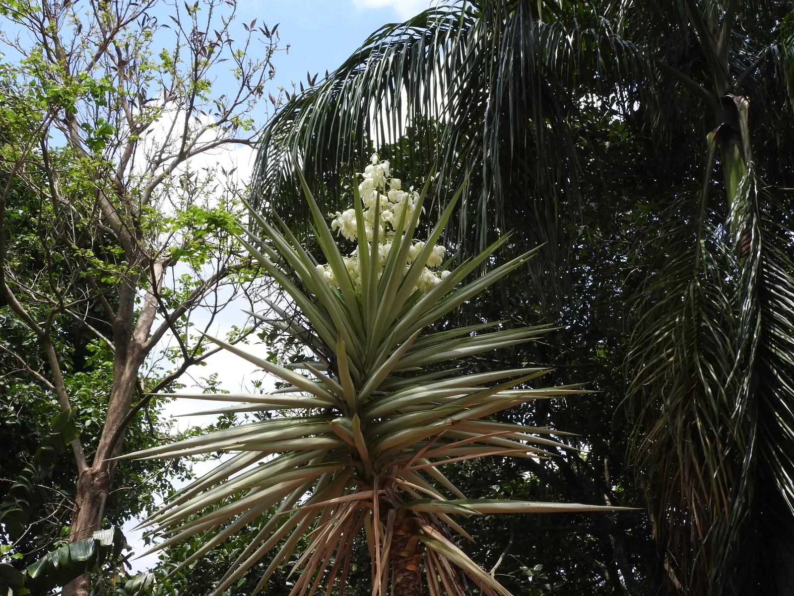 Spanish Bayonet (Yucca Aloifolia) — though it can tolerate some light shade; is a striking evergreen accent plant, image 124