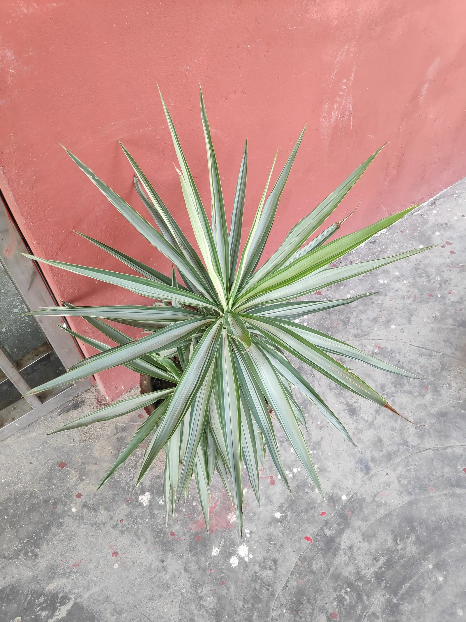 Spanish Bayonet (Yucca Aloifolia) — commonly referred to as Spanish Bayonet; making it an excellent choice for water-wise gardens or xeriscaping, image 115