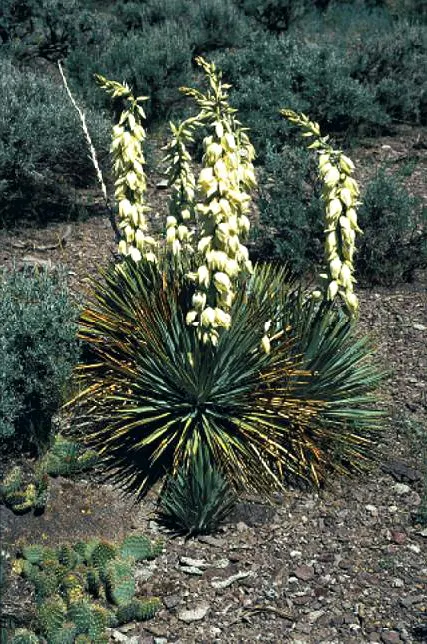 Spanish Bayonet (Yucca Aloifolia) — it produces an impressive display of white or cream flowers that stand above the foliage in long, image 68