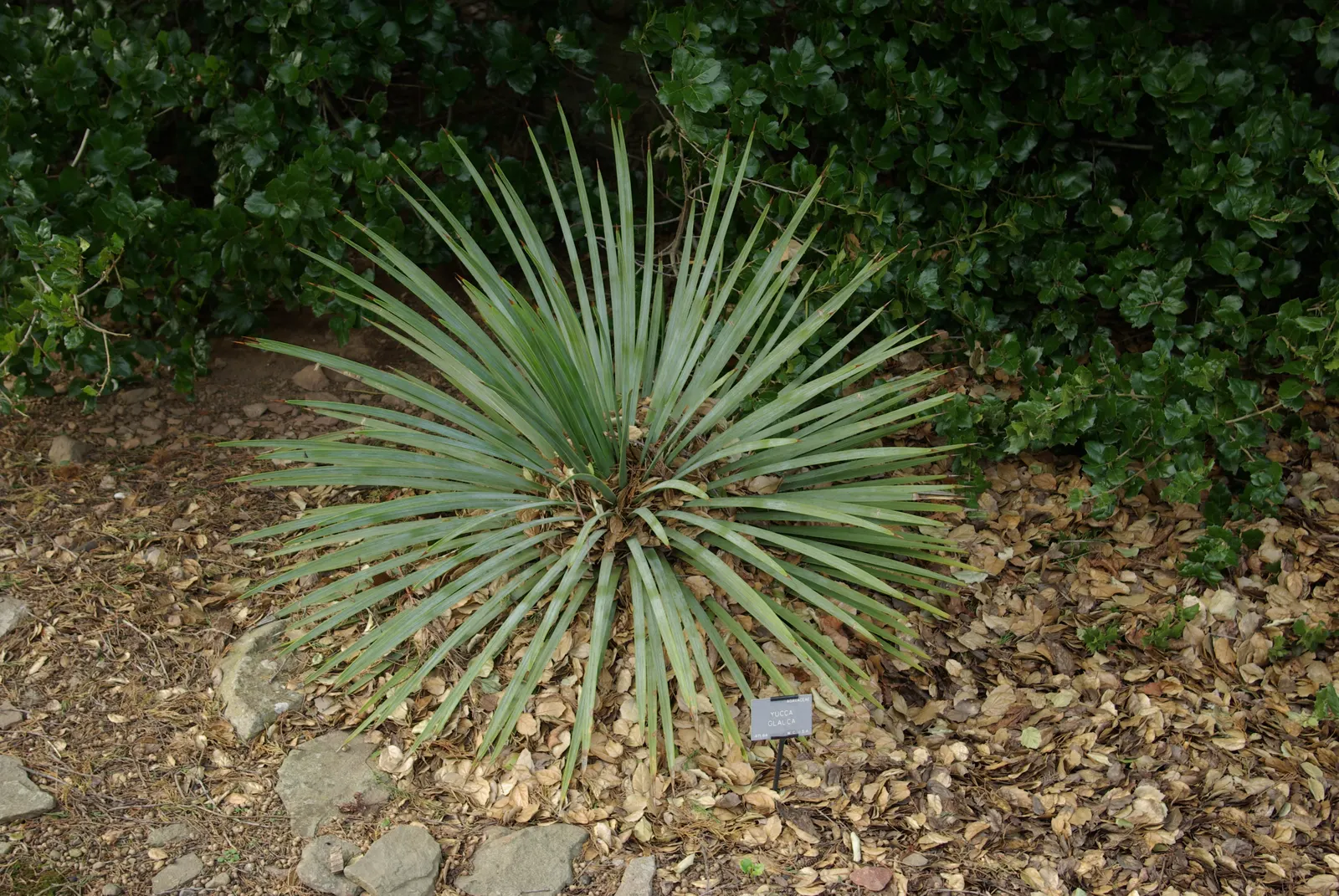 Spanish Bayonet (Yucca Aloifolia) — requiring minimal irrigation; erect spikes up to 2 feet in length, image 72