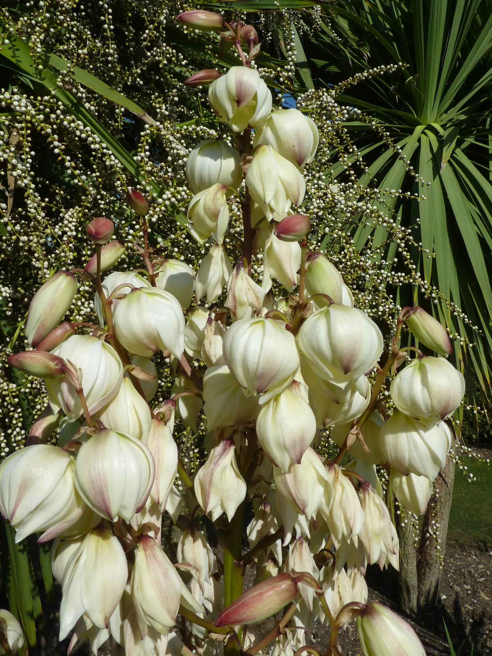Spanish Bayonet (Yucca Aloifolia) — This evergreen shrub typically grows to a height of 10 to 15 feet with a spread of 3 to 5 feet; well-draining soil is a