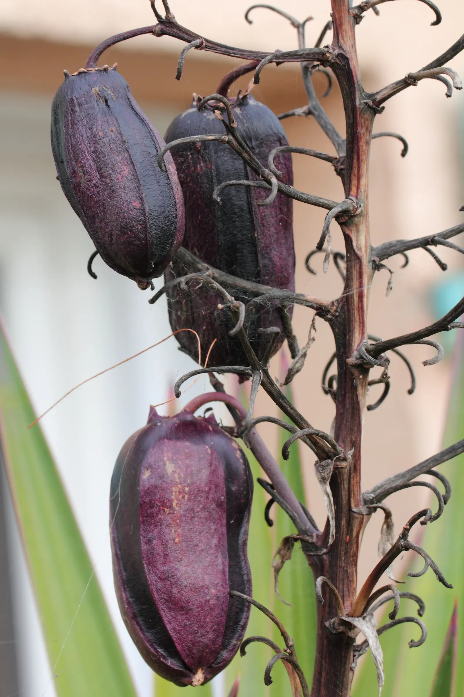 Spanish Bayonet (Yucca Aloifolia) — requiring minimal irrigation; erect spikes up to 2 feet in length, image 126