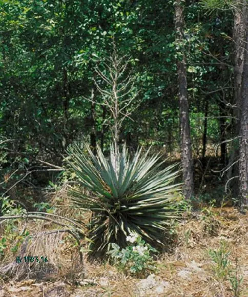 Spanish Bayonet (Yucca Aloifolia) — Well-draining soil is a must to prevent root rot; reaching heights of 10-15 feet with a spread of 3-8 feet