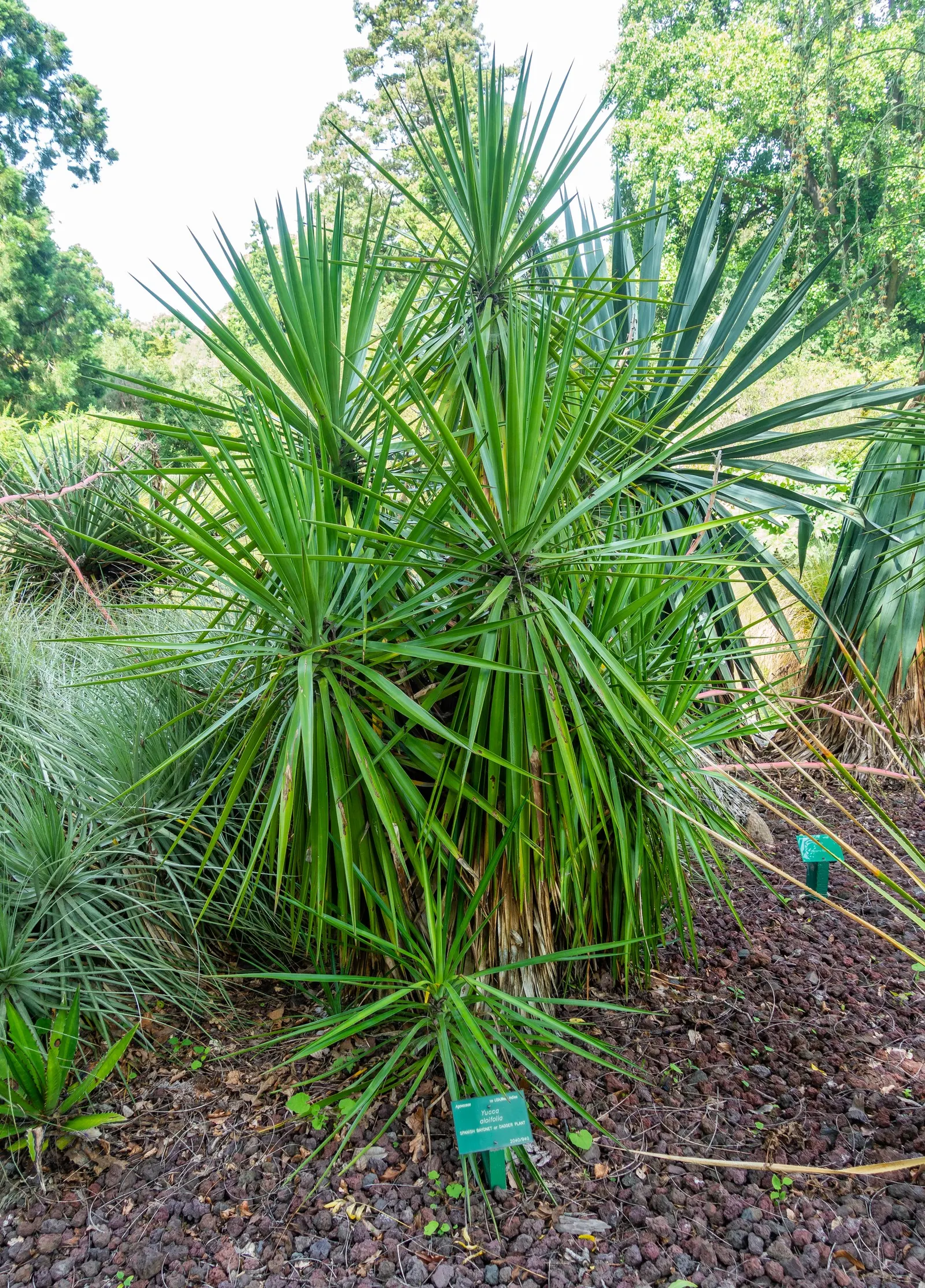 Spanish Bayonet (Yucca Aloifolia) — Ideal for xeriscaping, this drought-tolerant species thrives in full sun and well-drained soils, zones 8-11, image 113
