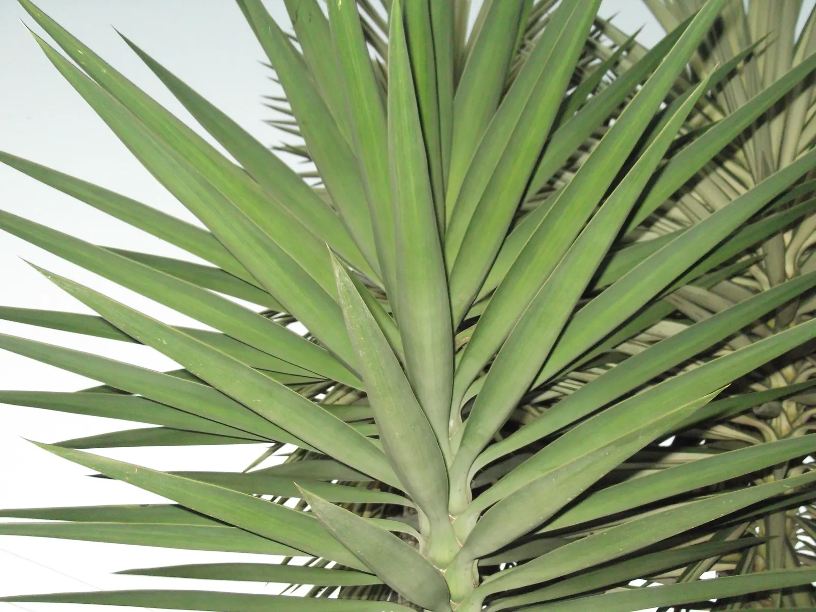 Spanish Bayonet (Yucca Aloifolia) — This evergreen shrub typically grows to a height of 10 to 15 feet with a spread of 3 to 5 feet; well-draining, image 119