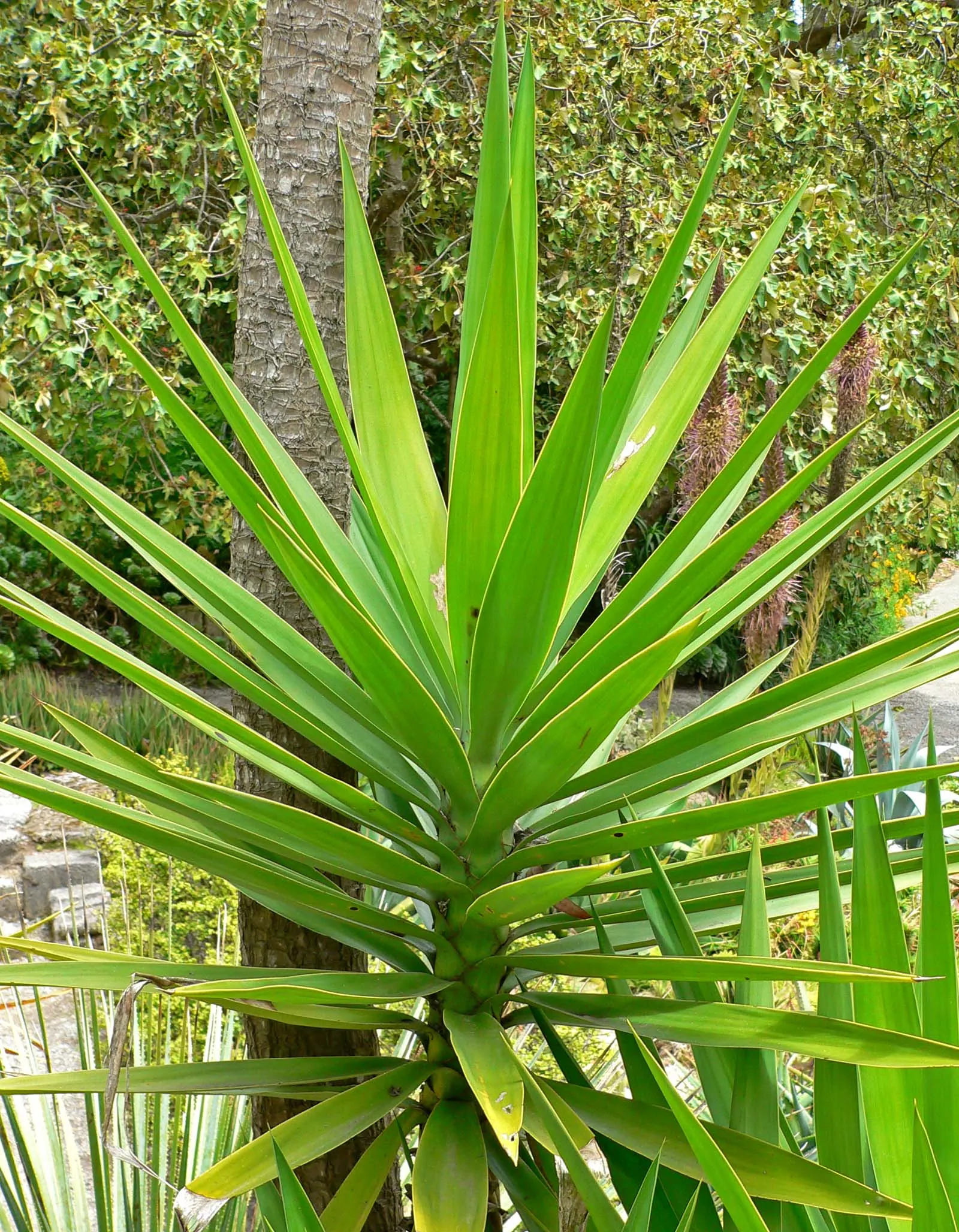 Spanish Bayonet (Yucca Aloifolia) — erect spikes up to 2 feet in length; and with its high salt tolerance, image 96