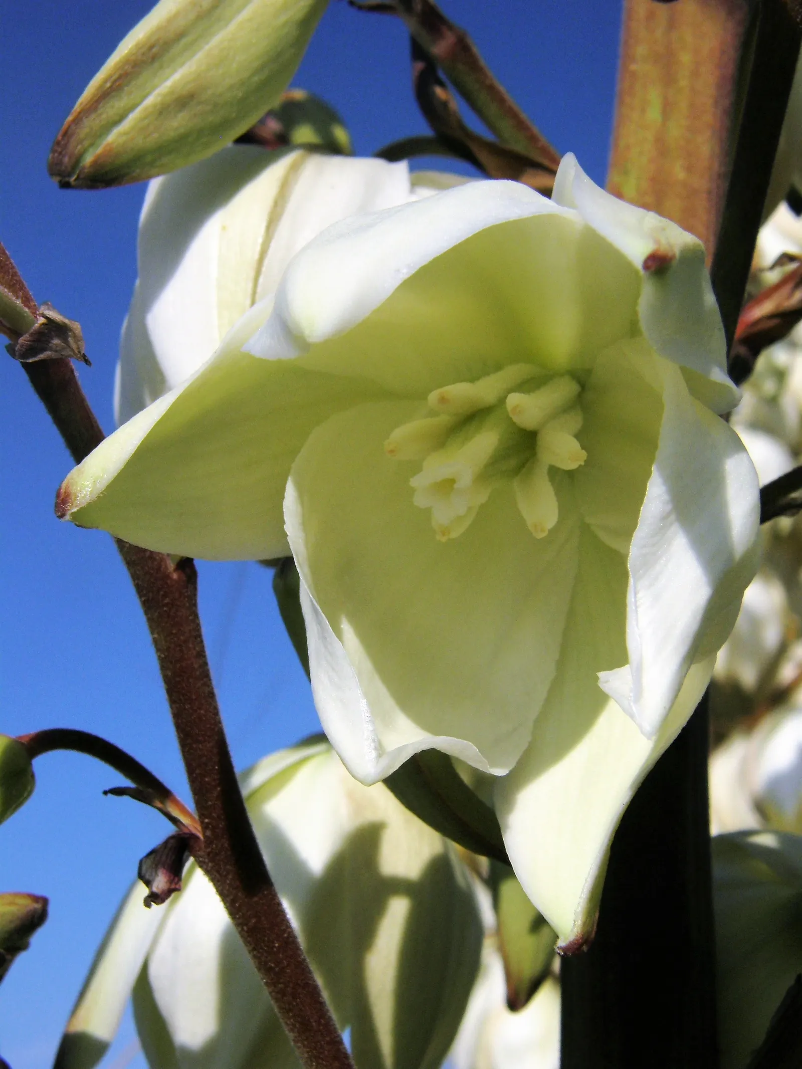 Spanish Bayonet (Yucca Aloifolia) — though it can tolerate some light shade; is a striking evergreen accent plant