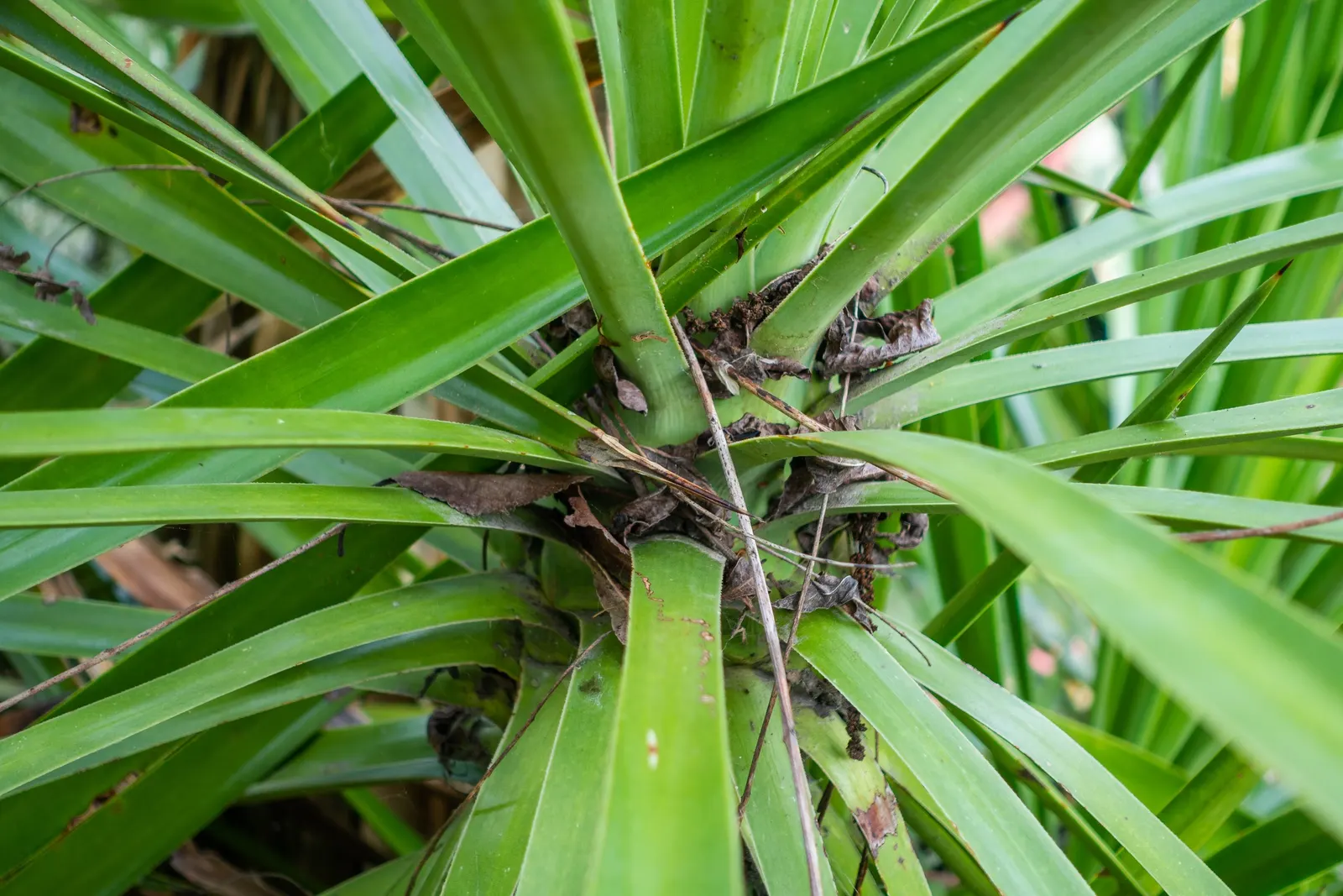 Spanish Bayonet (Yucca Aloifolia) — stiff leaves of deep green form a dense rosette; requiring minimal irrigation, image 111