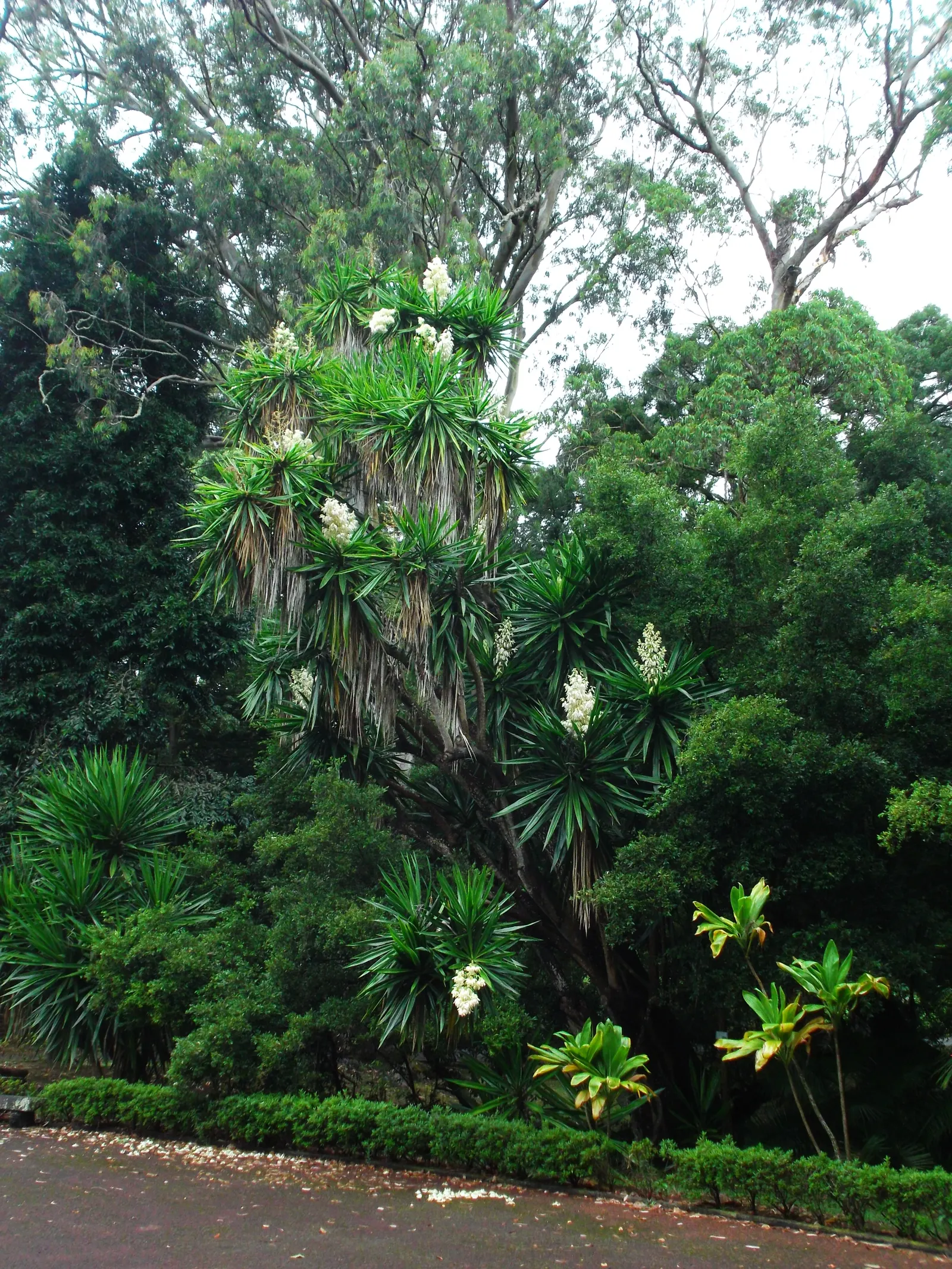 Spanish Bayonet (Yucca Aloifolia) — reaching heights of 10-15 feet with a spread of 3-8 feet; this evergreen shrub typically grows to a height of, image 56