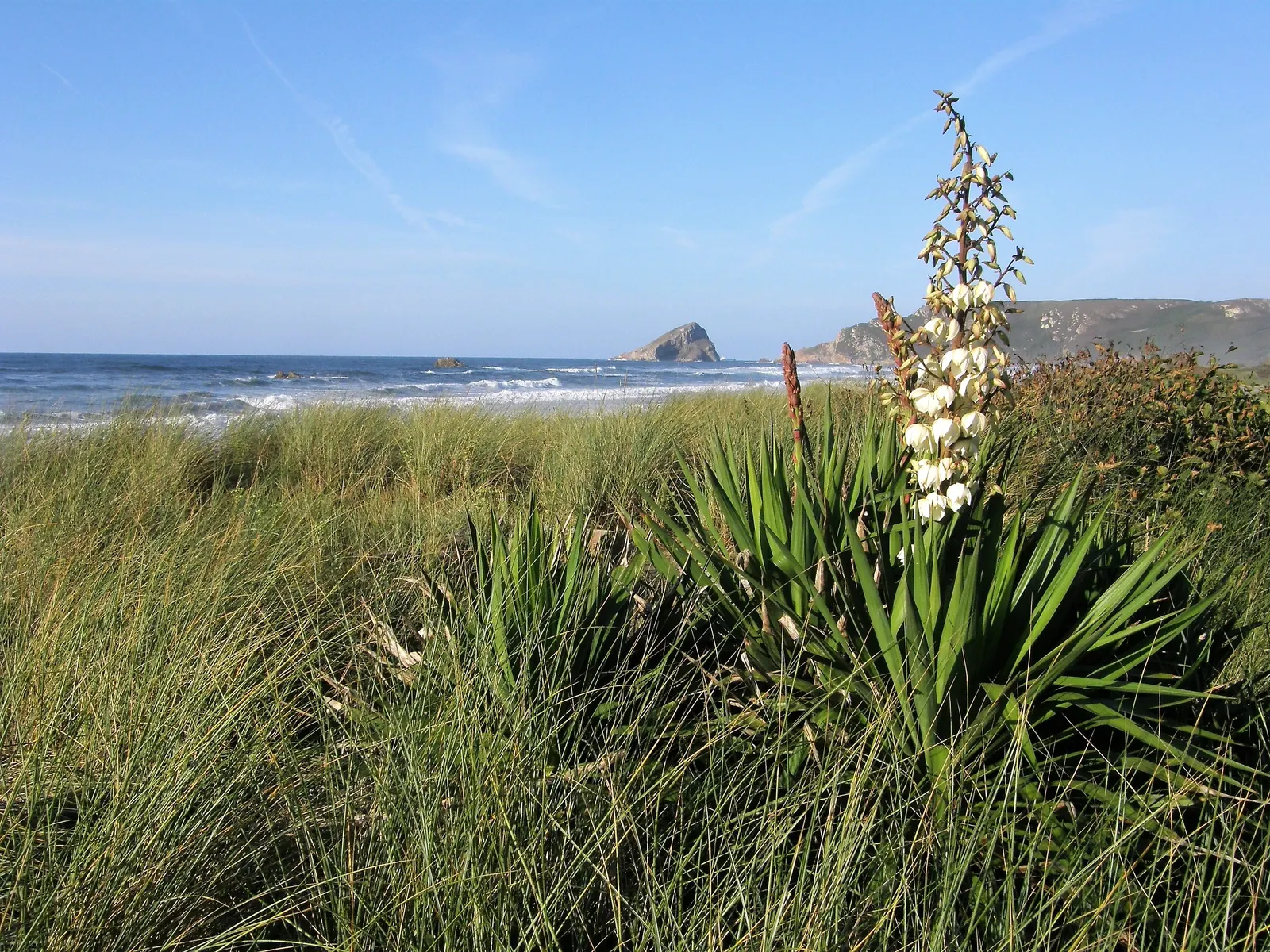 Spanish Bayonet (Yucca Aloifolia) — with mature plants showcasing dramatic white flower spikes up to 2 feet long; white flowers in the garden, image 58