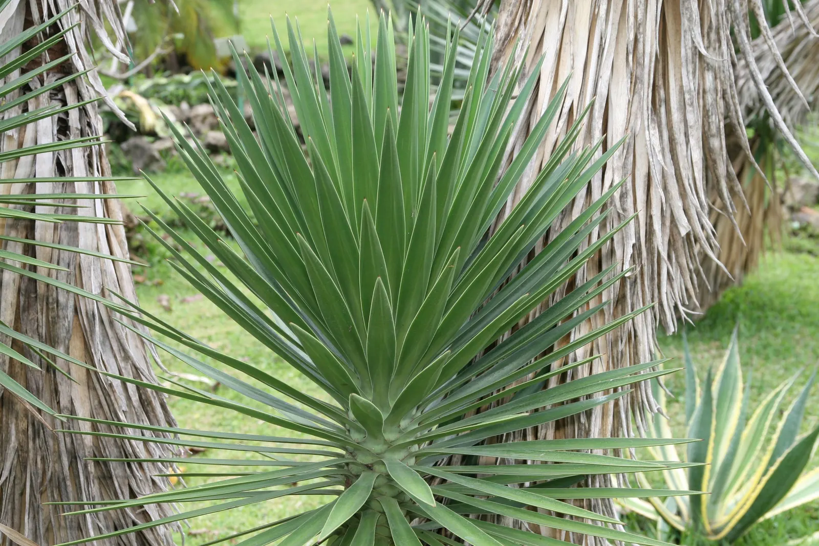 Spanish Bayonet (Yucca Aloifolia) — dark green leaves that come to a sharp point at their tips; adds architectural interest and requires minimal, image 90