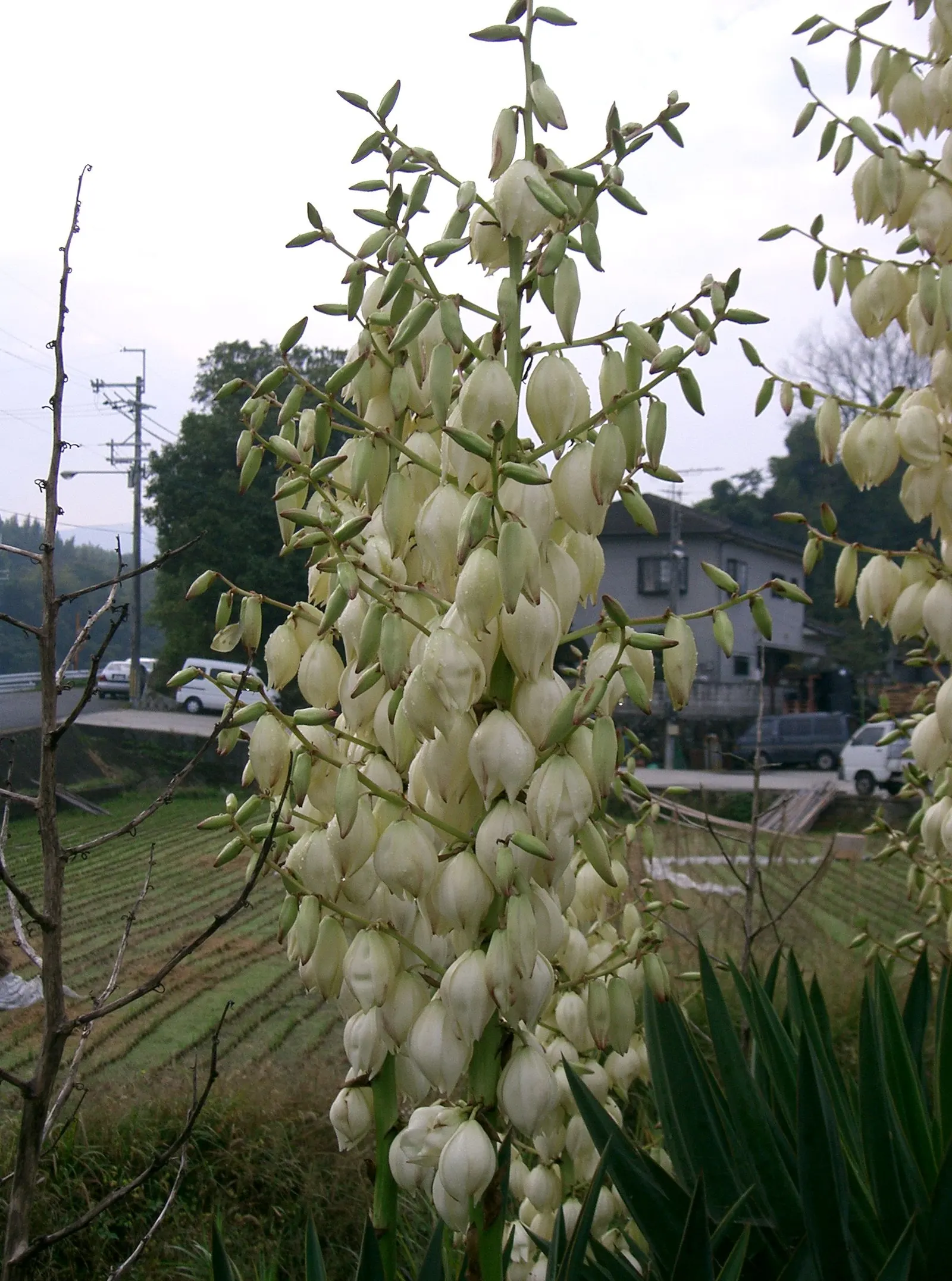 Spanish Bayonet (Yucca Aloifolia) — shrub with white blooms; it is highly drought-tolerant once established