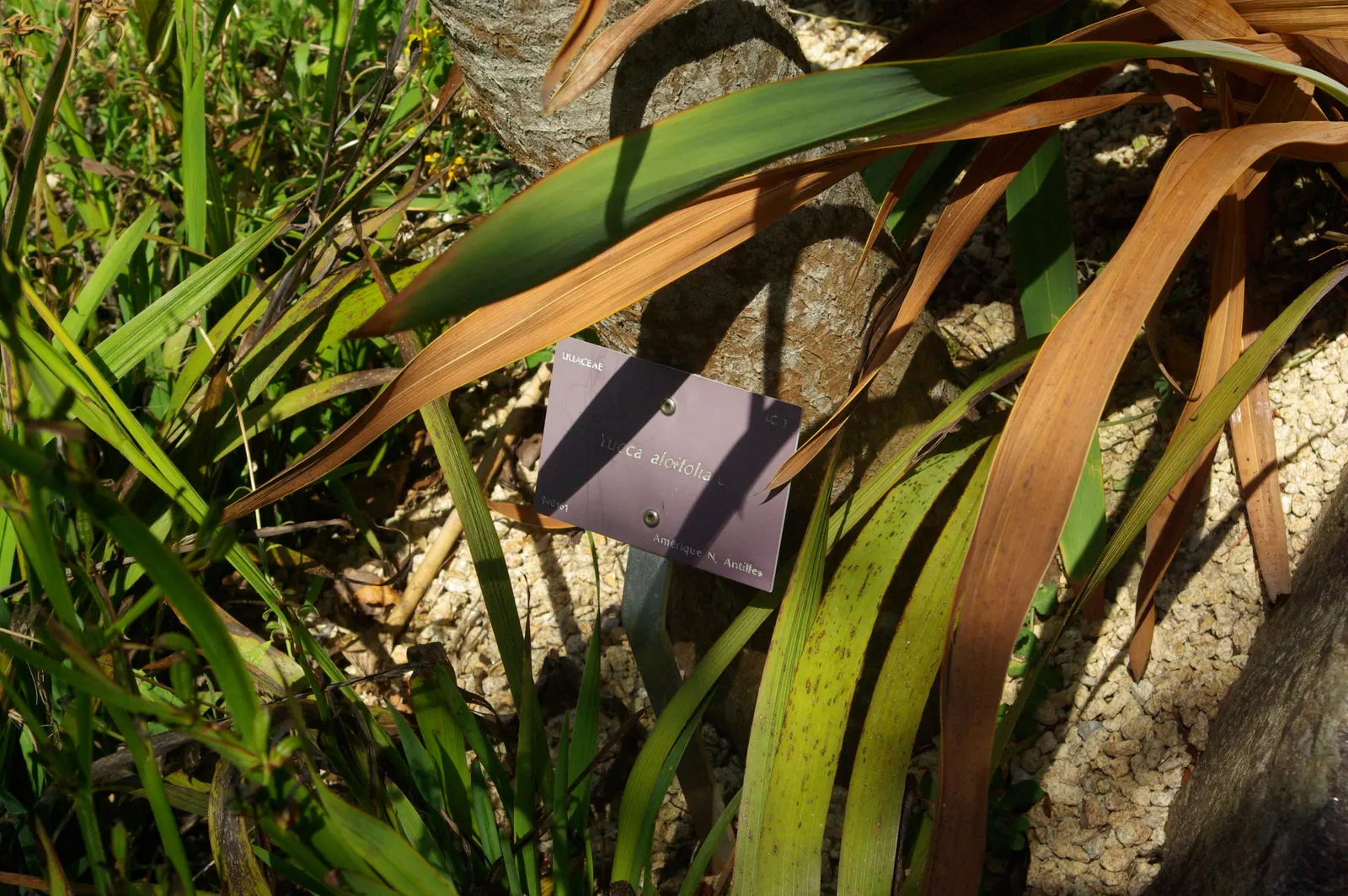 Spanish Bayonet (Yucca Aloifolia) — Yucca aloifolia is also well-suited to coastal environments; though it can tolerate some light shade, image 103