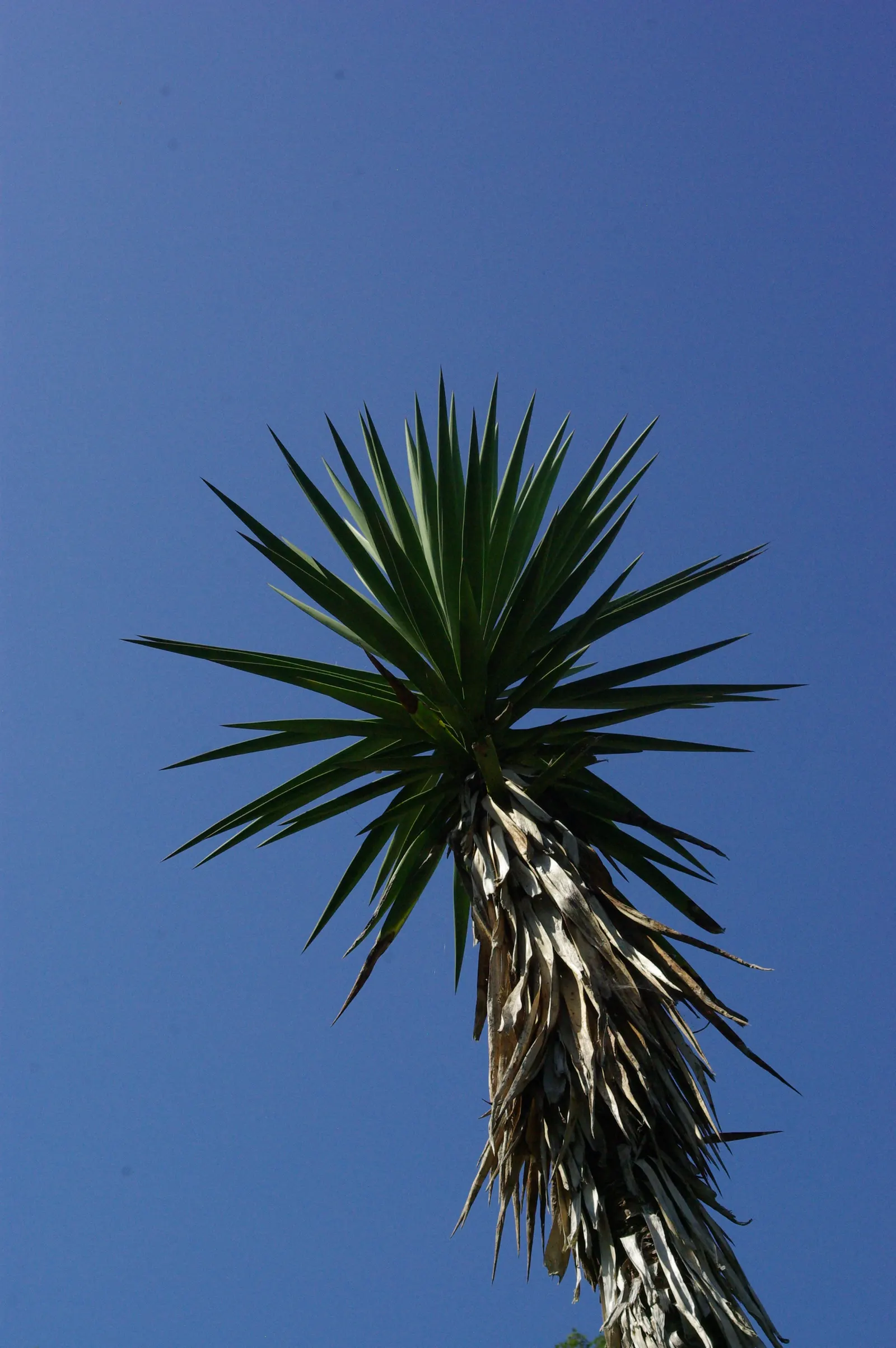 Spanish Bayonet (Yucca Aloifolia) — Well-draining soil is a must to prevent root rot; reaching heights of 10-15 feet with a spread of 3-8 feet, image 101