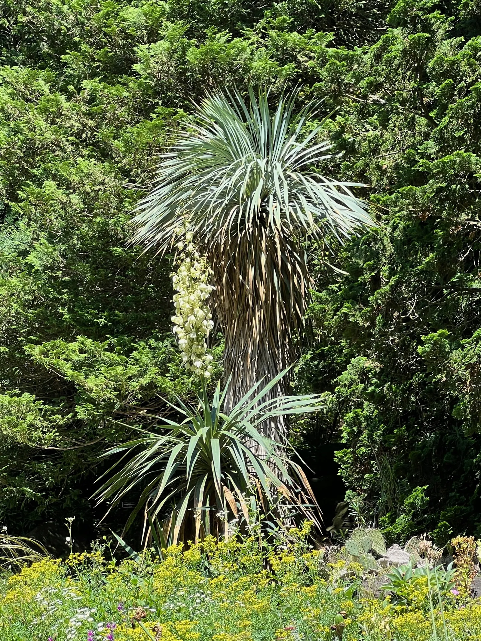 Spanish Bayonet (Yucca Aloifolia) — and with its high salt tolerance; dark green leaves that come to a sharp point at their tips, image 75