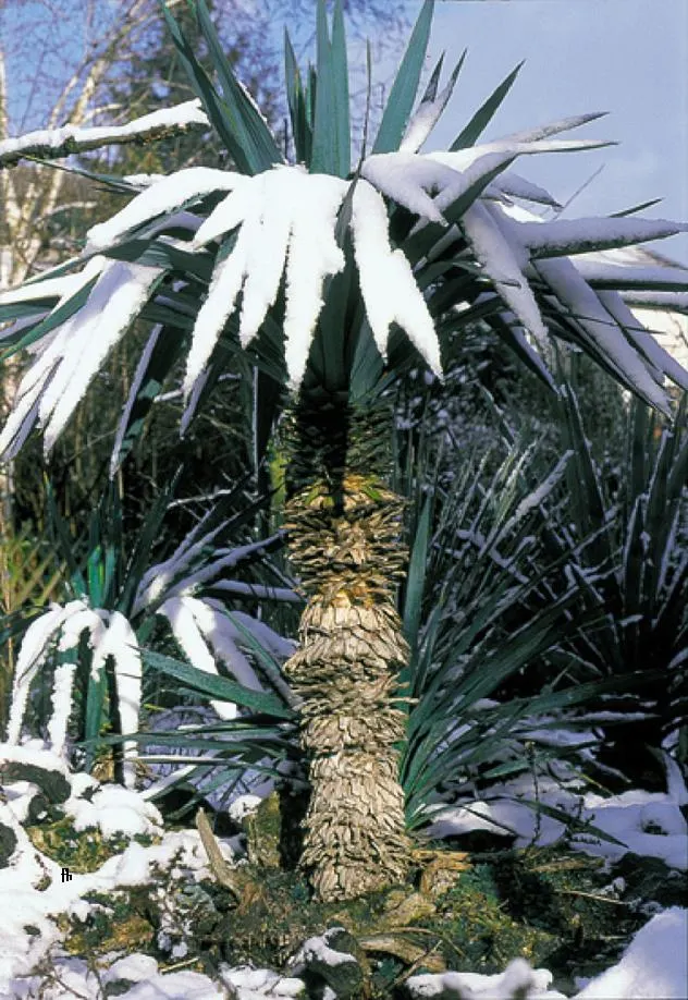 Spanish Bayonet (Yucca Aloifolia) — stiff leaves of deep green form a dense rosette; requiring minimal irrigation, image 57