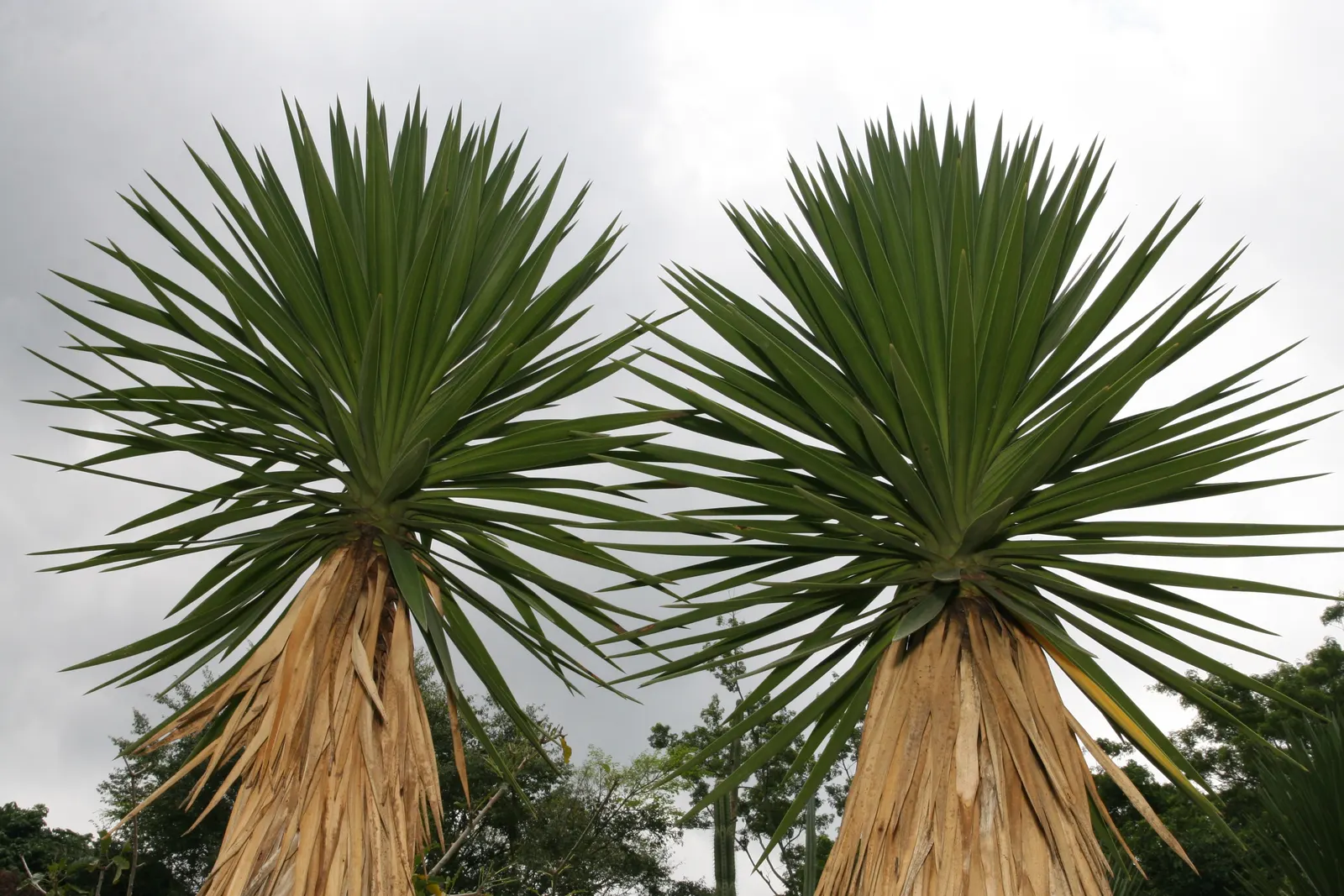 Spanish Bayonet (Yucca Aloifolia) — presents a striking accent for any landscape design; shrub with white blooms, image 89