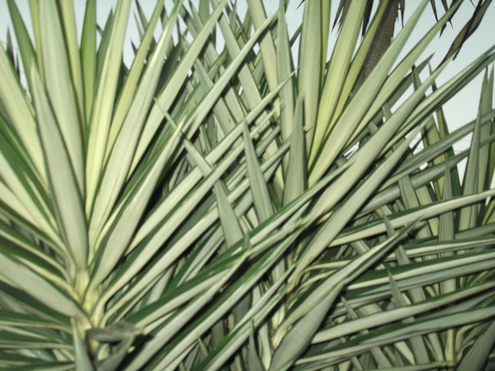 Spanish Bayonet (Yucca Aloifolia) — it produces an impressive display of white or cream flowers that stand above the foliage in long, image 122