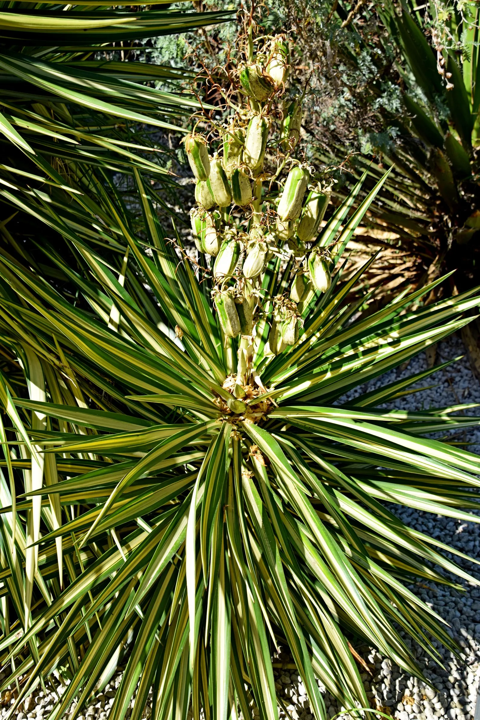 Spanish Bayonet (Yucca Aloifolia) — shrub for full or half or shade; with its bold texture and form, the Spanish Bayonet is a superb focal plant, image 108