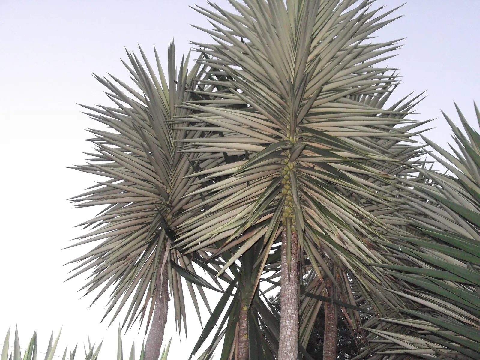 Spanish Bayonet (Yucca Aloifolia) — measuring about 1 to 2 feet in length and 1 to 3 inches wide; shrub for full or half or shade, image 120