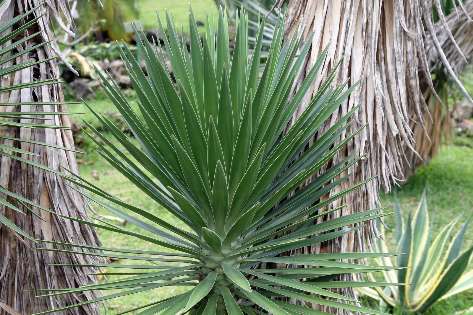 Spanish Bayonet (Yucca Aloifolia) — Ideal for xeriscaping, this drought-tolerant species thrives in full sun and well-drained soils, zones 8-11, image 86