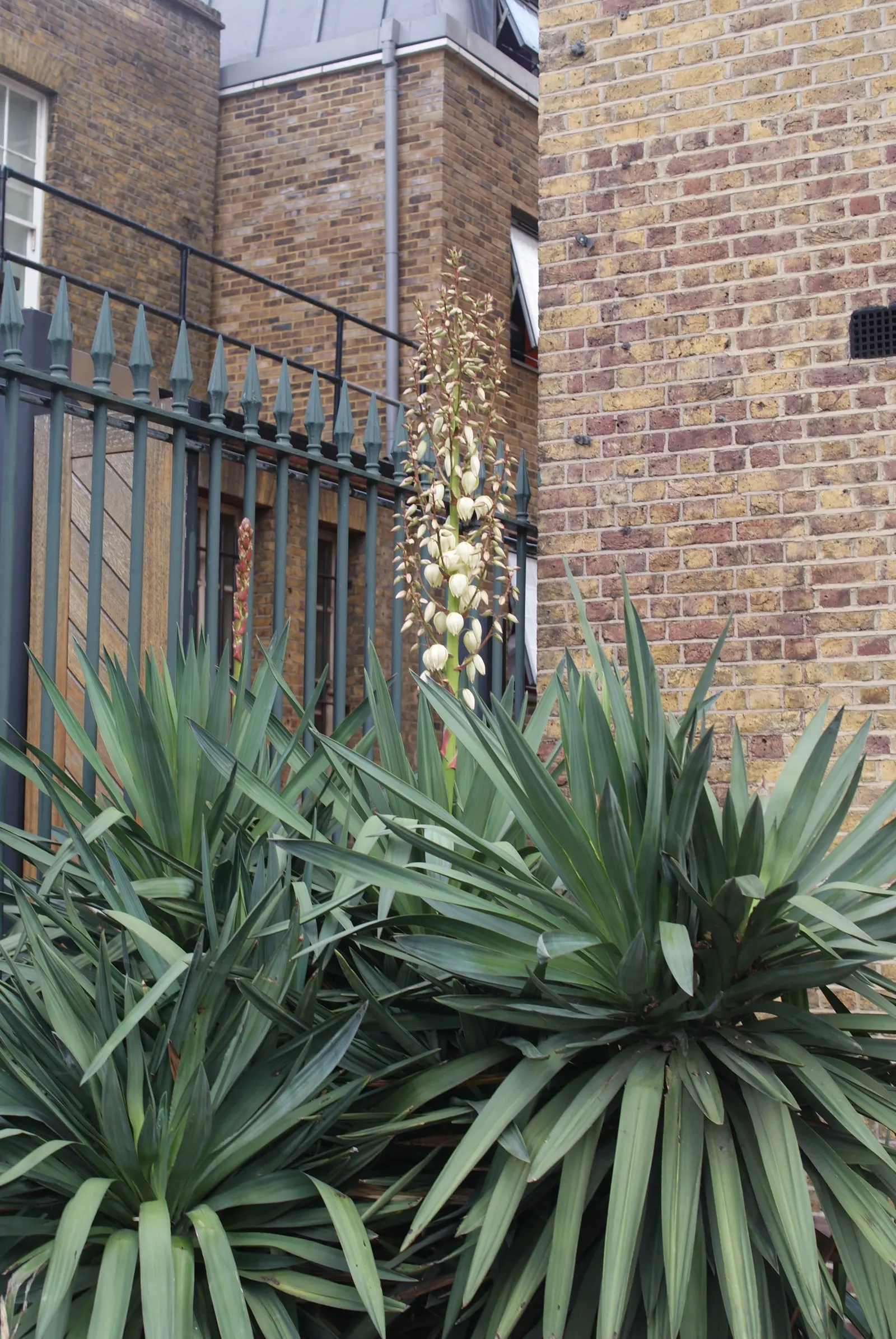 Spanish Bayonet (Yucca Aloifolia) — With its bold texture and form, the Spanish Bayonet is a superb focal plant that provides year-round interest; stiff leaves