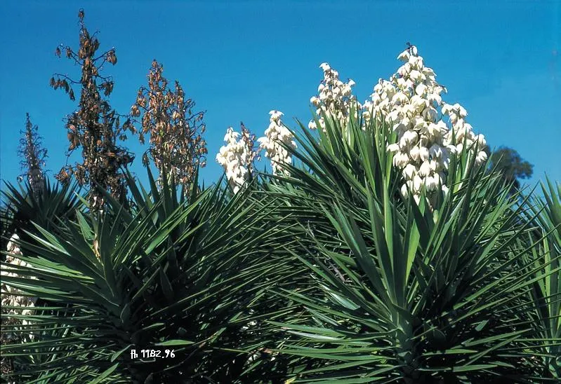 Spanish Bayonet (Yucca Aloifolia) — and with its high salt tolerance; dark green leaves that come to a sharp point at their tips, image 102