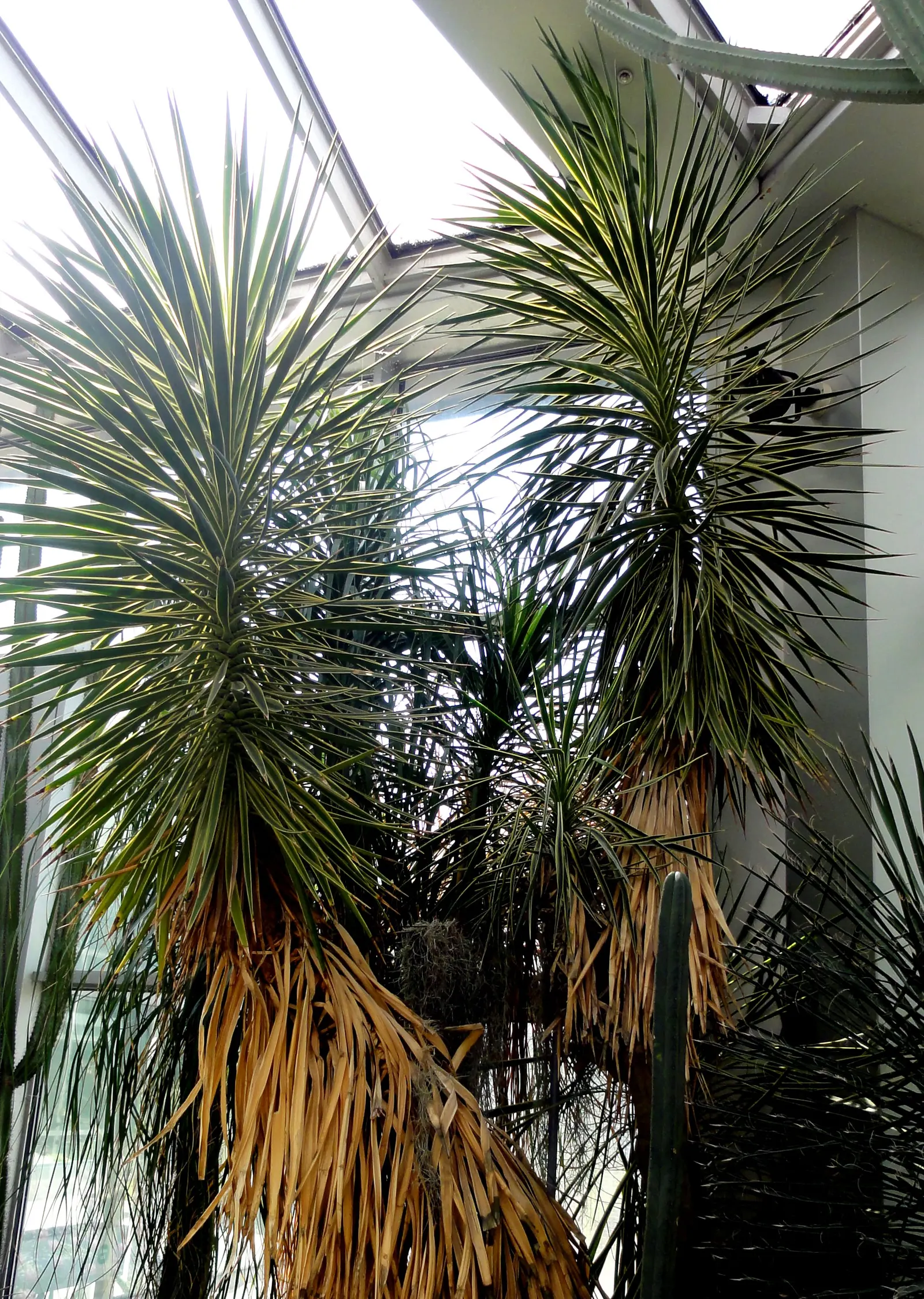 Spanish Bayonet (Yucca Aloifolia) — and are edged with curling
