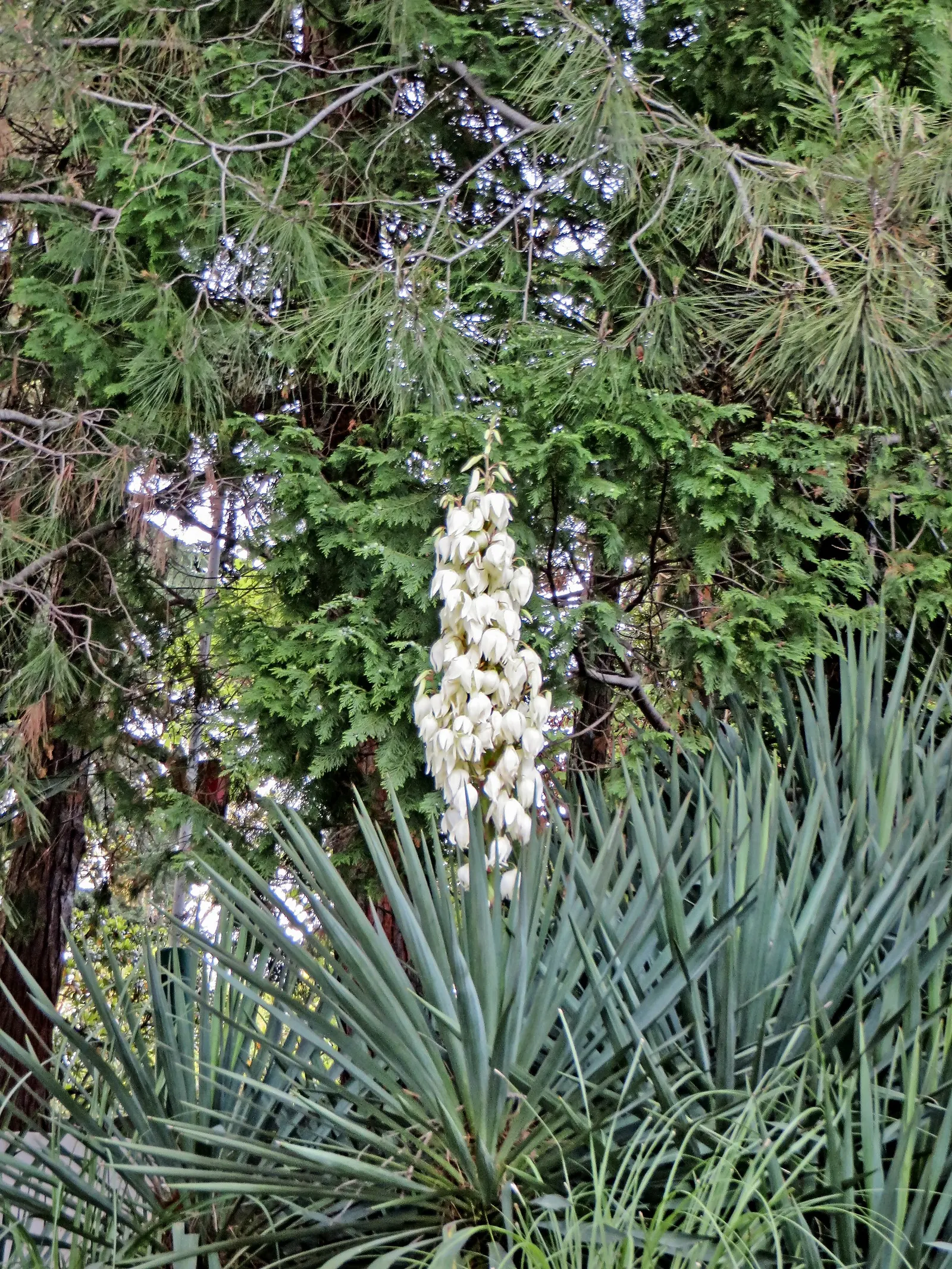 Spanish Bayonet (Yucca Aloifolia) — dark green leaves that come to a sharp point at their tips; adds architectural interest and requires minimal, image 117