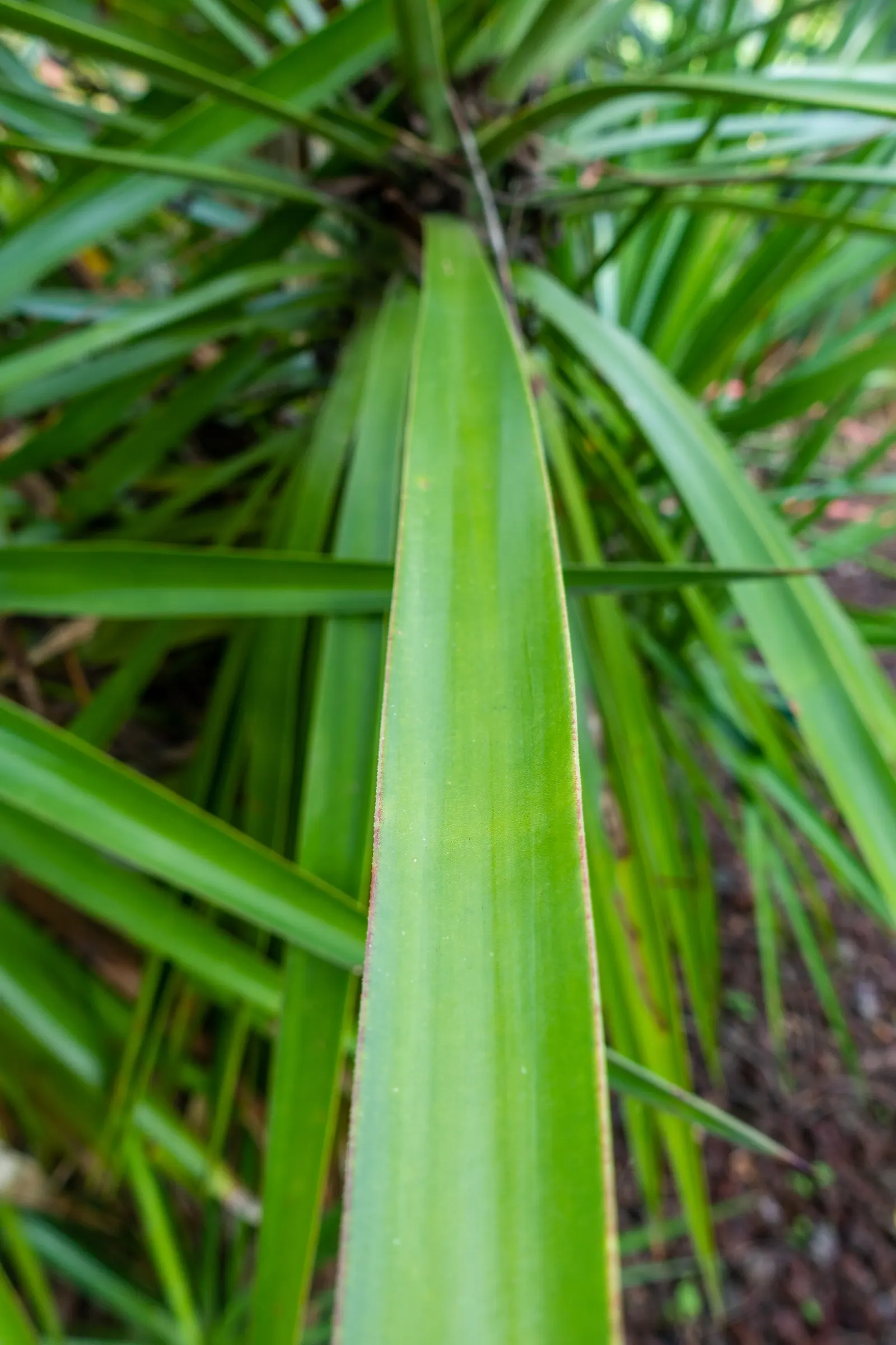 Spanish Bayonet (Yucca Aloifolia) — Adds architectural interest and requires minimal maintenance; measuring about 1 to 2 feet in length and 1 to 3, image 114
