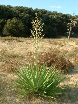Spanish Bayonet (Yucca Aloifolia) — Adds architectural interest and requires minimal maintenance; measuring about 1 to 2 feet in length and 1 to 3, image 60