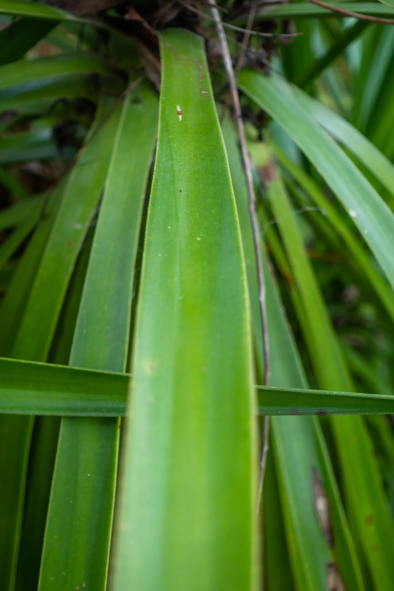 Spanish Bayonet (Yucca Aloifolia) — with mature plants showcasing dramatic white flower spikes up to 2 feet long; white flowers in the garden, image 112