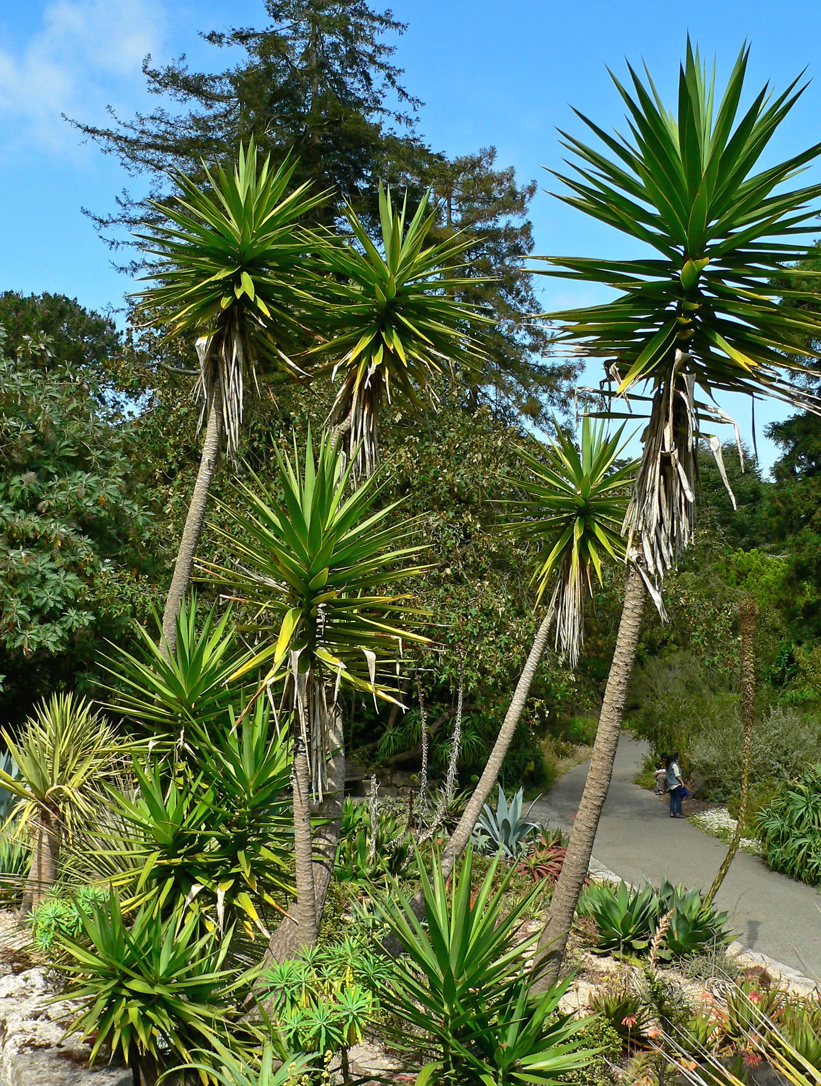 Spanish Bayonet (Yucca Aloifolia) — It is highly drought-tolerant once established; presents a striking accent for any landscape design, image 98