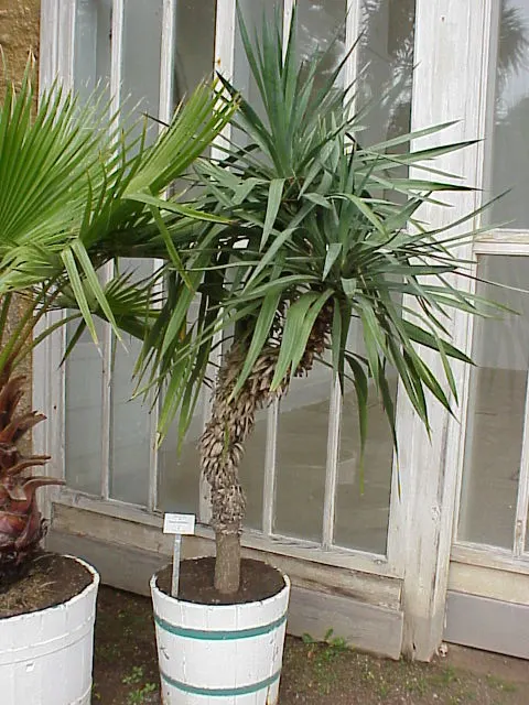 Spanish Bayonet (Yucca Aloifolia) — and are edged with curling; commonly referred to as Spanish Bayonet, image 94