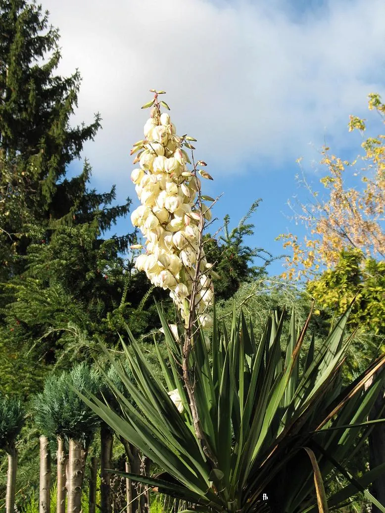 Spanish Bayonet (Yucca Aloifolia) — It is highly drought-tolerant once established; presents a striking accent for any landscape design, image 71