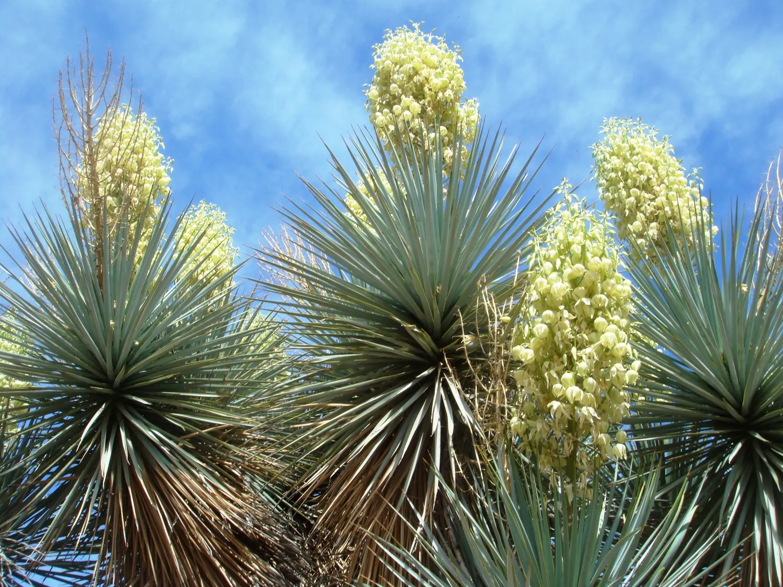 Spanish Bayonet (Yucca Aloifolia) — requiring minimal irrigation; erect spikes up to 2 feet in length