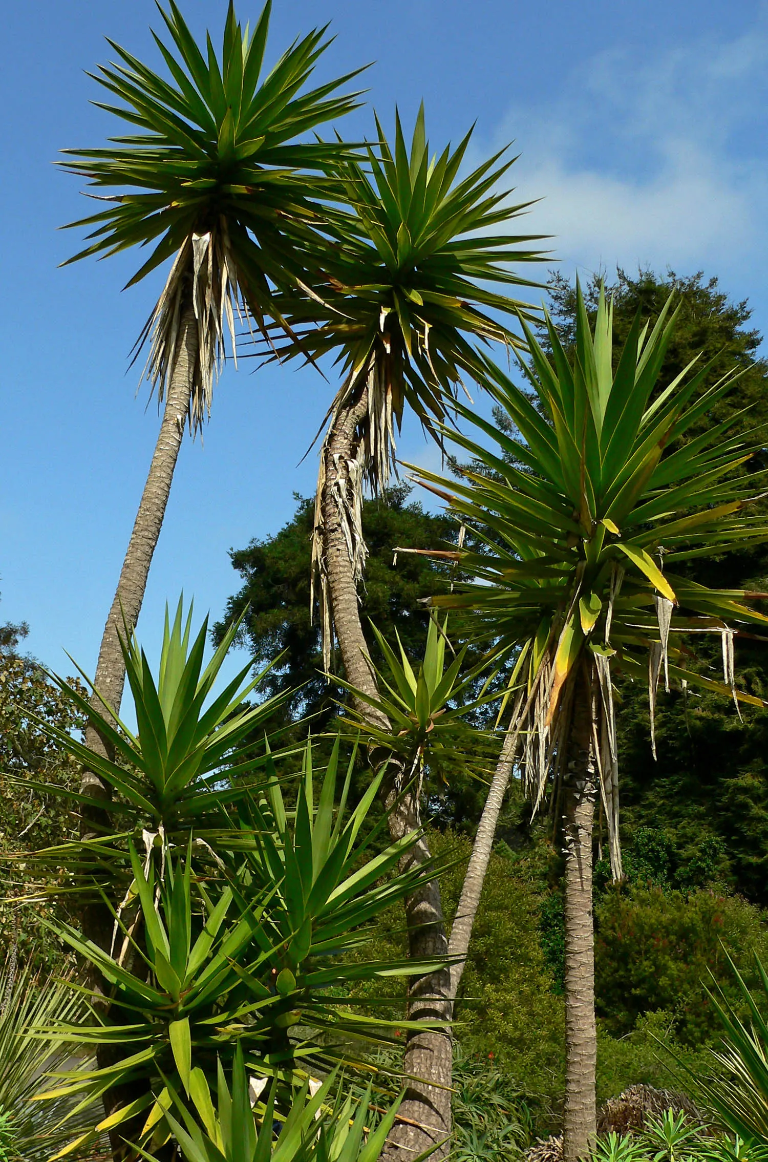 Spanish Bayonet (Yucca Aloifolia) — dark green leaves that come to a sharp point at their tips
