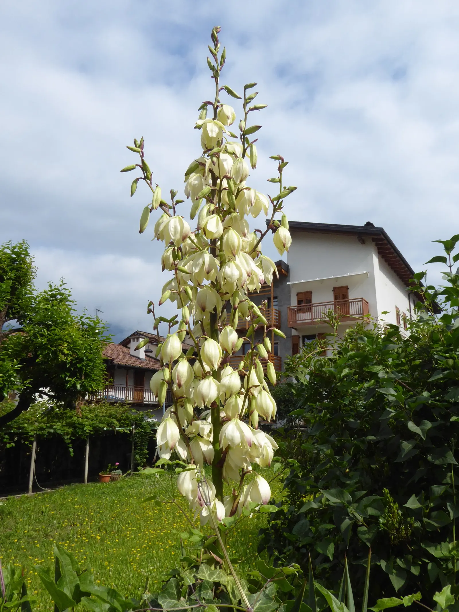 Spanish Bayonet (Yucca Aloifolia) — and with its high salt tolerance; dark green leaves that come to a sharp point at their tips