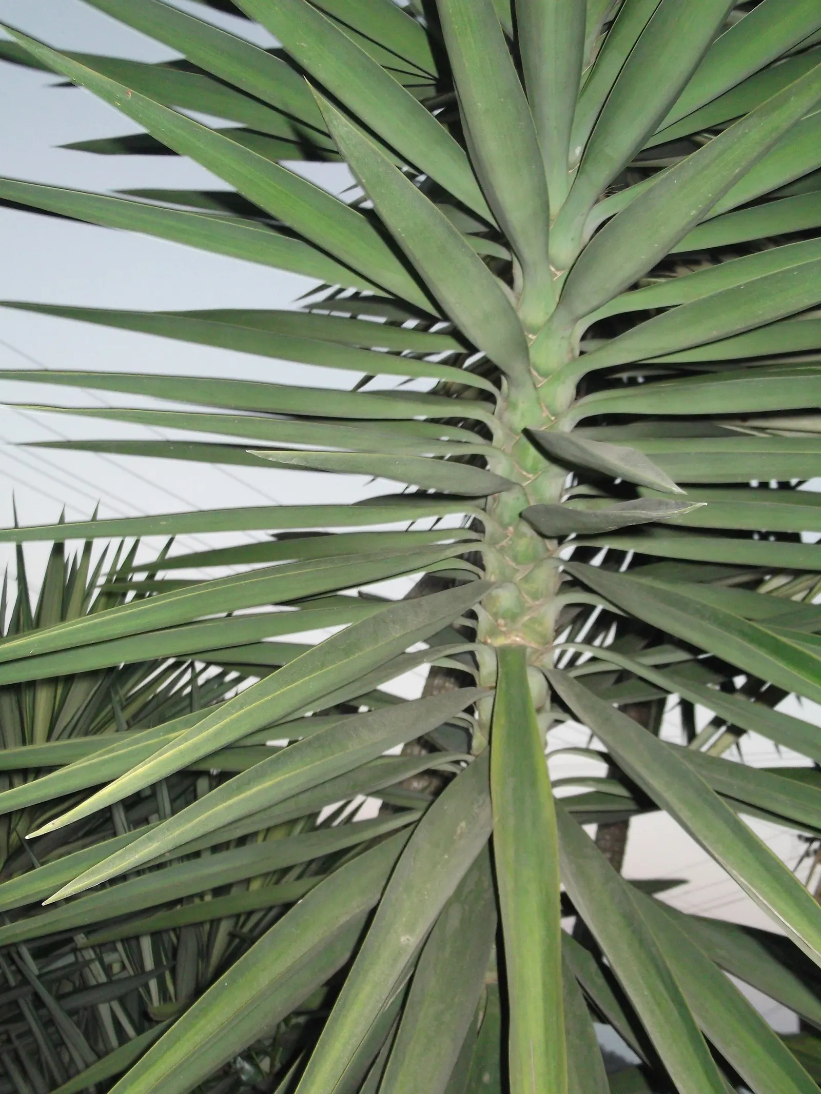 Spanish Bayonet (Yucca Aloifolia) — It is highly drought-tolerant once established; presents a striking accent for any landscape design, image 125