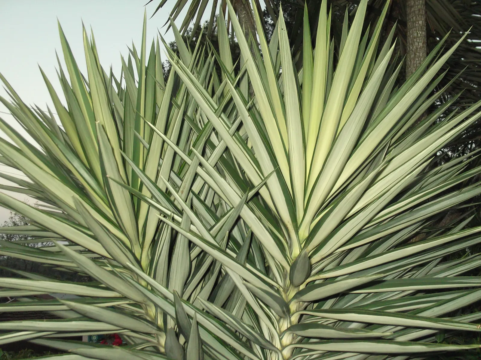 Spanish Bayonet (Yucca Aloifolia) — and are edged with curling; commonly referred to as Spanish Bayonet, image 121